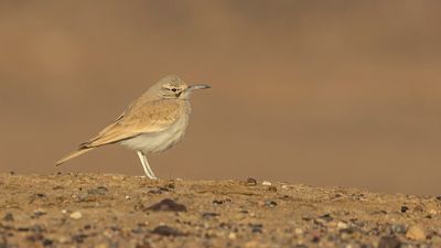 Hrfgellrka [Greater hoopoe-lark] 0L4A8589.jpg