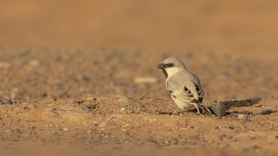 kensparv [Desert sparrow] 0L4A8556.jpg