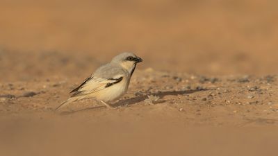 kensparv [Desert sparrow] 0L4A8564.jpg