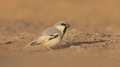 kensparv [Desert sparrow] 0L4A8568.jpg