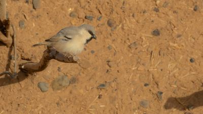 kensparv [Desert sparrow] 0L4A8579.jpg