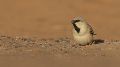 kensparv [Desert sparrow] 0L4A8597.jpg