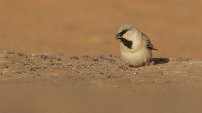 kensparv [Desert sparrow] 0L4A8598.jpg