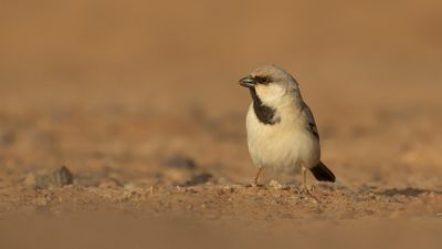 kensparv [Desert sparrow] 0L4A8601.jpg