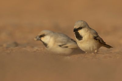 kensparv [Desert sparrow] 0L4A8604.jpg