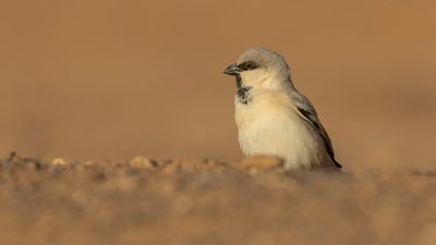 kensparv [Desert sparrow] 0L4A8607.jpg
