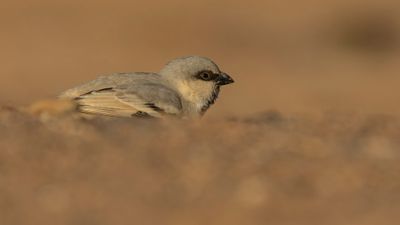 kensparv [Desert sparrow] 0L4A8610.jpg