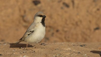 kensparv [Desert sparrow] 0L4A8614.jpg