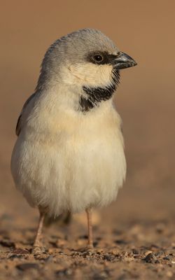 kensparv [Desert sparrow] 0L4A8635.jpg