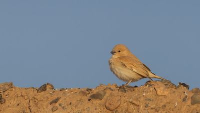 kensparv [Desert sparrow] 0L4A8642.jpg