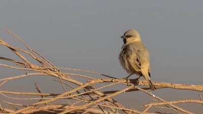 kensparv [Desert sparrow] 0L4A8652.jpg