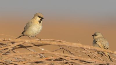 kensparv [Desert sparrow] 0L4A8660.jpg