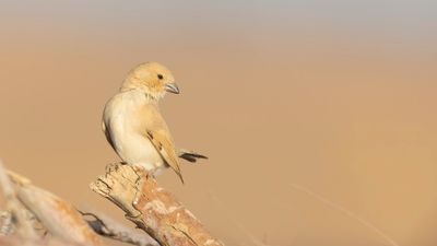 kensparv [Desert sparrow] 0L4A8662.jpg