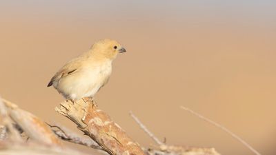 kensparv [Desert sparrow] 0L4A8664.jpg