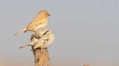 kensparv [Desert sparrow] 0L4A8666.jpg