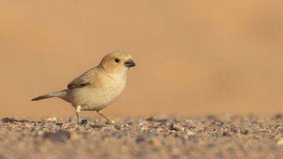 kensparv [Desert sparrow] 0L4A8710.jpg