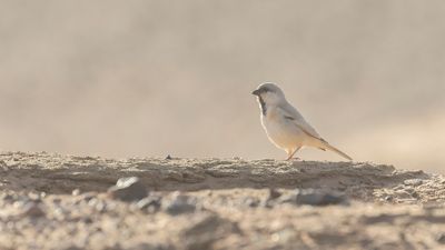 kensparv [Desert sparrow] 0L4A8775.jpg