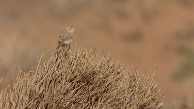 Saharasngare [African desert warbler] 0L4A8923.jpg