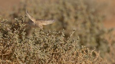 Saharasngare [African desert warbler] 0L4A8945.jpg