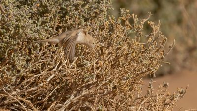 Saharasngare [African desert warbler] 0L4A8946.jpg