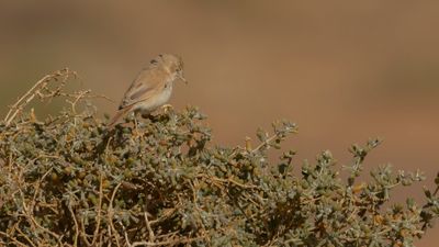 Saharasngare [African desert warbler] 0L4A8975.jpg