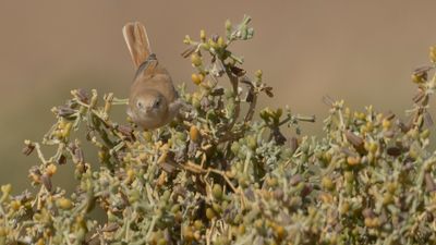 Saharasngare [African desert warbler] 0L4A9009.jpg