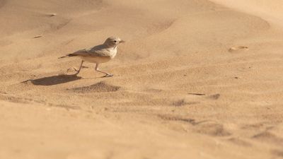 Sandkenlrka [Bar-tailed lark] 0L4A9191-2.jpg