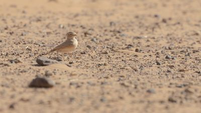Sandkenlrka [Bar-tailed lark] 0L4A9197.jpg