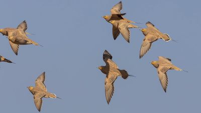 Birds in Marocko