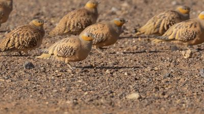 kenflyghna [Spotted sandgrouse] 0L4A8910.jpg