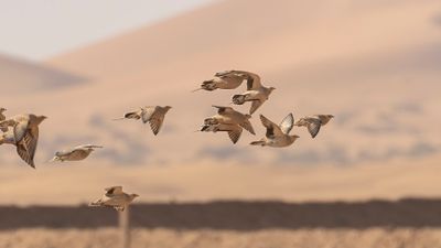 kenflyghna [Spotted sandgrouse] 0L4A8916.jpg