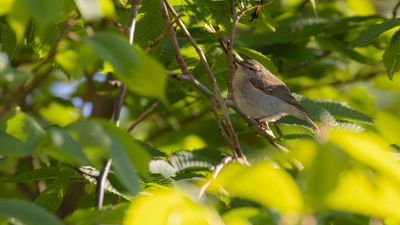 Bergtajgasngare [Hume's Leaf Warbler] 0L4A0215.jpg