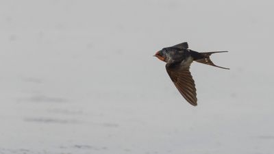 Ladusvala  [Barn Swallow] 0L4A0333.jpg