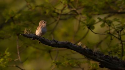 Mindre flugsnappare [Red-breasted Flycatcher] 0L4A0404.jpg