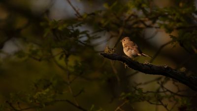 Mindre flugsnappare [Red-breasted Flycatcher] 0L4A0417.jpg