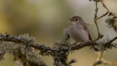 Mindre flugsnappare [Red-breasted Flycatcher] 0L4A0521.jpg