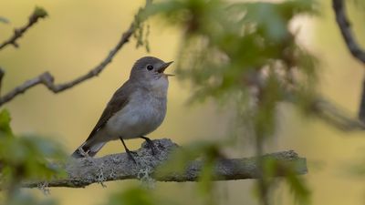 Mindre flugsnappare [Red-breasted Flycatcher] 0L4A0538.jpg
