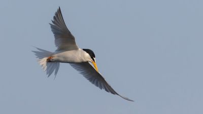 Smtrna [Little Tern] 0L4A0770.jpg