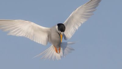 Smtrna [Little Tern] 0L4A0788.jpg