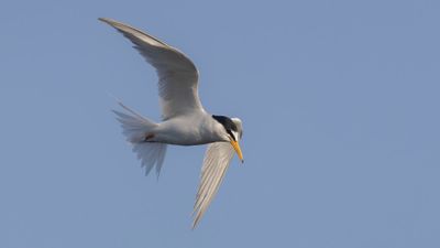 Smtrna [Little Tern] 0L4A0794.jpg