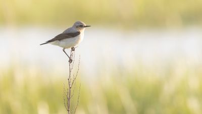 Stenskvtta [Northern Wheatear] 0L4A1273.jpg