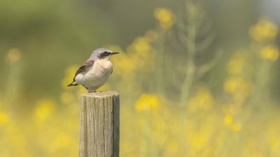 Stenskvtta [Northern Wheatear] 0L4A1171.jpg