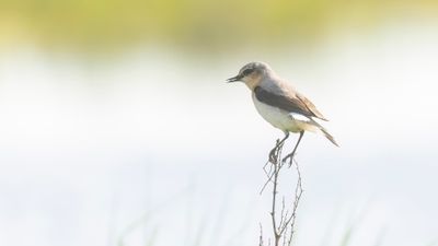 Stenskvtta [Northern Wheatear] 0L4A1333.jpg
