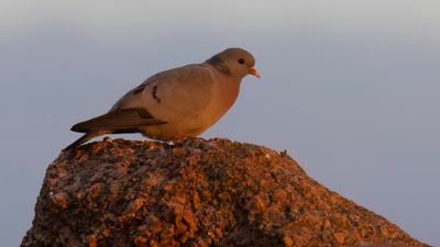 Skogsduva (Stock dove] 0L4A1010.jpg