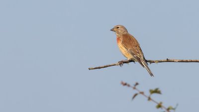 Hmpling  [Common Linnet] 0L4A1331.jpg