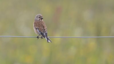Hmpling  [Common Linnet] 0L4A0885.jpg