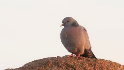 Skogsduva (Stock dove] 0L4A1250.jpg