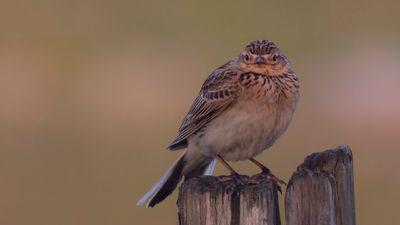 Snglrka [Eurasian Skylark] 0L4A1009.jpg