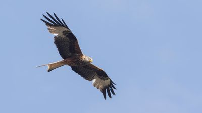 Rd glada [Red Kite] 0L4A0954.jpg