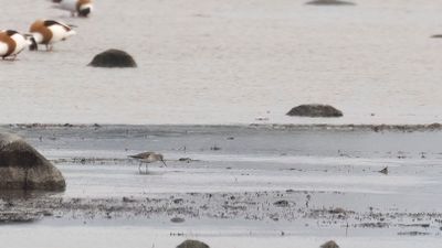Tereksnppa [Terek sandpiper] 0L4A1117.jpg